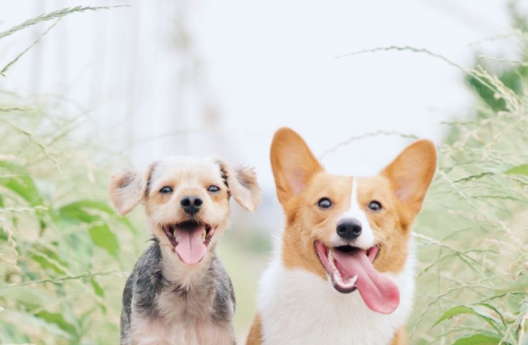 Preventing Home Dog Fights in Melbourne